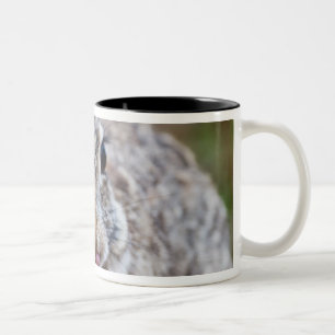 Texas-Waldkaninchenkaninchen Zweifarbige Tasse