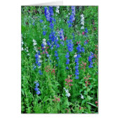 Texas Wild Blume (Vorne)