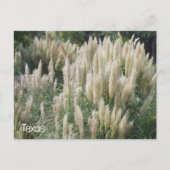 Texas Wild Blume Postkarte (Vorderseite)
