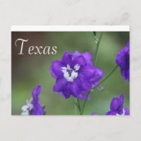 Texas-Wildblume Postcard-Lila Wildblume