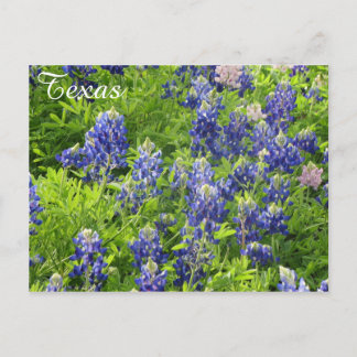 Texas-Wildblume Postcard-Texas-Bluebonnets Postkarte