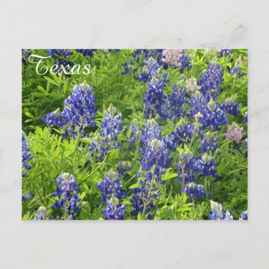 Texas-Wildblume Postcard-Texas-Bluebonnets Postkarte (Vorderseite)