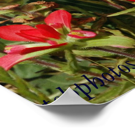 Texas-Wildblume Poster (Ecke)