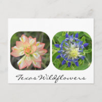 Texas Wildblumen Postcard