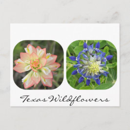 Texas Wildblumen Postcard Postkarte