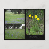 Texas Wildblumen Postcard Postkarte (Vorderseite)