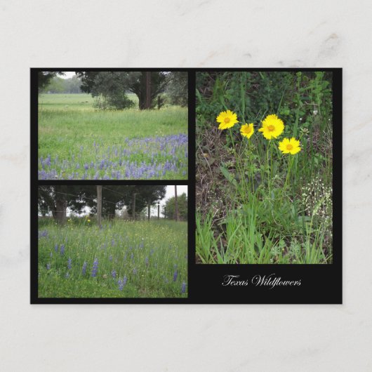 Texas Wildblumen Postcard Postkarte (Vorderseite)