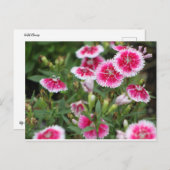 Texas-Wildblumen Postkarte (Vorne/Hinten)