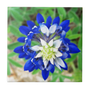 Texasbluebonnet-Draufsicht Fliese