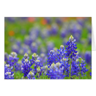 TexasBluebonnets