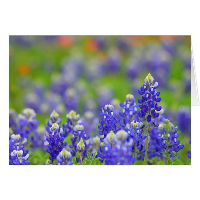 TexasBluebonnets (Vorderseite (Horizontal))