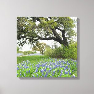 TexasBluebonnets 16 x 16 eingewickelte Leinwand