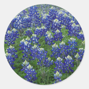 Texasbluebonnets-Feld-Foto-Aufkleber Runder Aufkleber