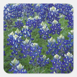 Texasbluebonnets-Feld-Foto Quadratischer Aufkleber