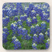 Texasbluebonnets-Feld-Foto Untersetzer (Vorderseite)