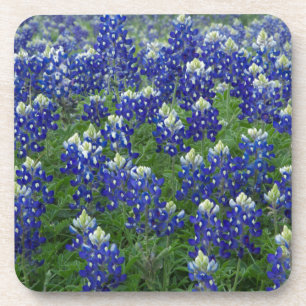 Texasbluebonnets-Feld-Foto Untersetzer
