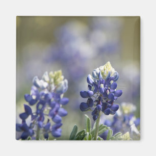 Texasbluebonnets-Fotografie-Reihe #7 Magnet
