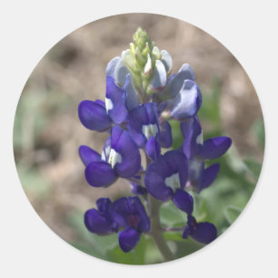 Texasbluebonnets-Fotografie-Reihe #9 Runder Aufkleber