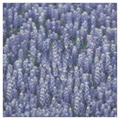 Texasbluebonnets-Gewebe Stoff (Muster)