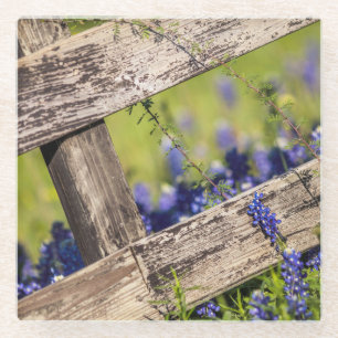 TexasBluebonnets um einen Land-Zaun Glasuntersetzer