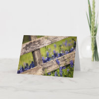 TexasBluebonnets um einen Land-Zaun