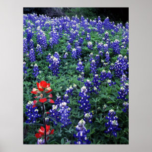 TexasBluebonnets und indischer Malerpinsel Poster