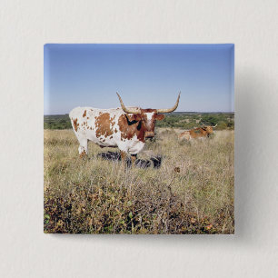 Texaslonghorn-Zucht (Foto) Button