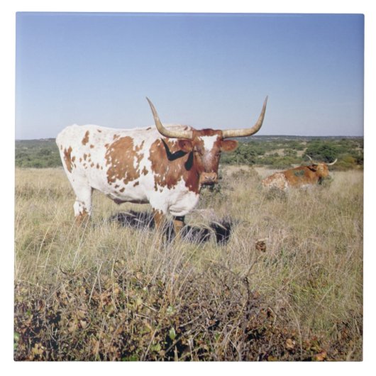 Texaslonghorn-Zucht (Foto) Fliese (Vorderseite)