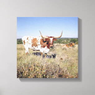 Texaslonghorn-Zucht (Foto) Leinwanddruck