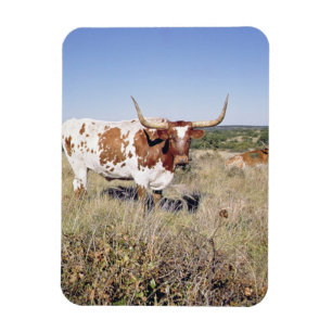 Texaslonghorn-Zucht (Foto) Magnet