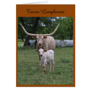 TexasLonghorns