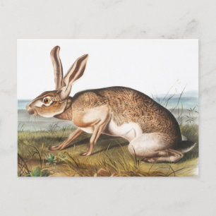 Texian-Hase (Lepus Texianus) Kaninchen-Illustratio Postkarte