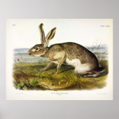 Texischer Hase, Schwarzschwanz-Jack-Kaninchen von  Poster (Vorne)