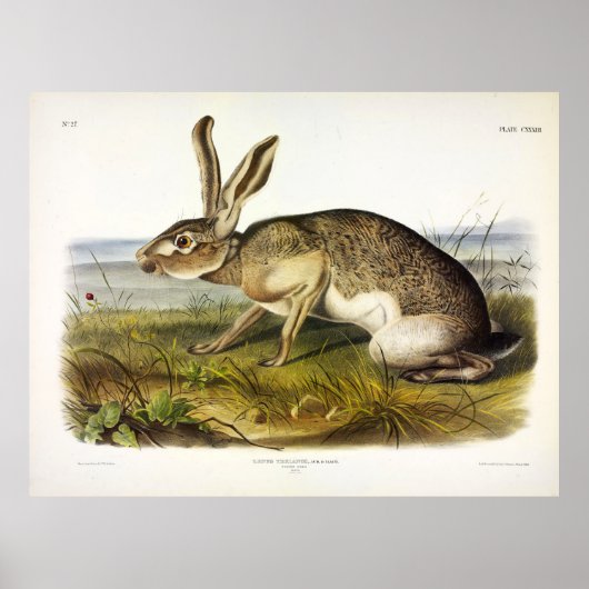 Texischer Hase, Schwarzschwanz-Jack-Kaninchen von Poster (Vorne)