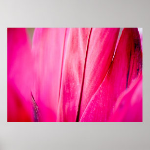 Textur Pflanze Blätter rosa rot Poster