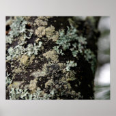 Textur und Muster der Flechten auf Baumstämmen Poster (Vorne)