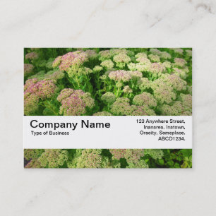 Texture Band V2 - Sedum "Herbstfreude" Visitenkarte