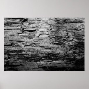 Texture black and white wood tree poster