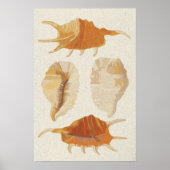 Textured Seashells Poster (Vorne)