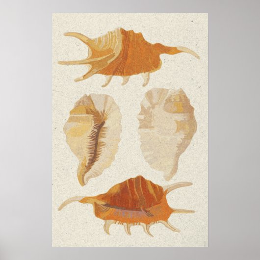 Textured Seashells Poster (Vorne)