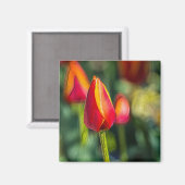 Textured Tulip Garden Magnet (Vorderseite/Rückseite)