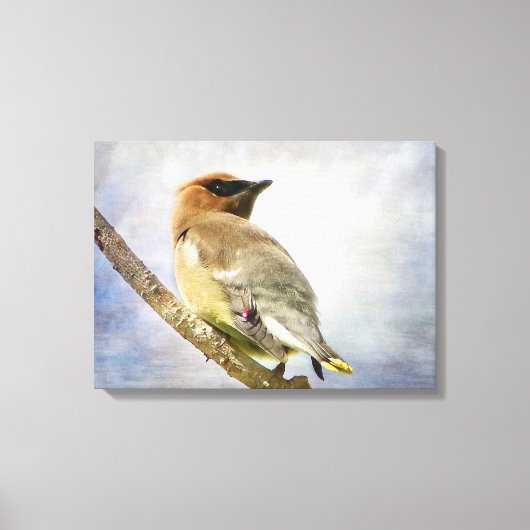 Texturierte Cedar Waxwing Canvas Print Leinwanddruck (Vorderseite)