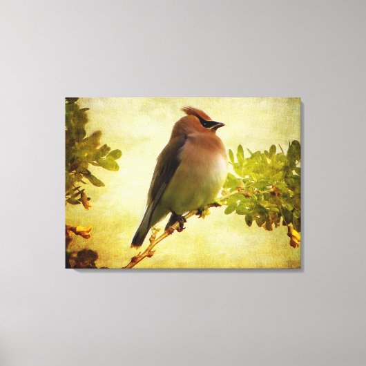 Texturierte Cedar Waxwing Stretch Canvas Print Leinwanddruck (Vorderseite)