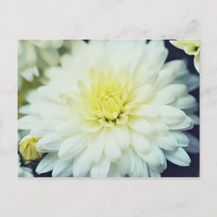 Texturierte Chrysanthemum Postkarte