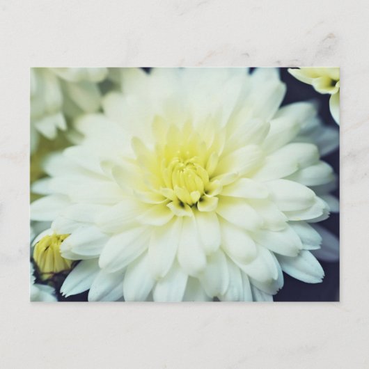 Texturierte Chrysanthemum Postkarte (Vorderseite)