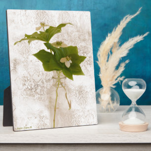 Texturierte Dogwood Bunch Berry Fotoplatte