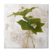 Texturierte Dogwood Bunch Berry in Jar Stillleben Fliese (Vorderseite)