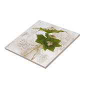 Texturierte Dogwood Bunch Berry in Jar Stillleben Fliese (Seite)