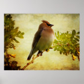 Texturierte Zedernholzpappe Poster (Vorne)