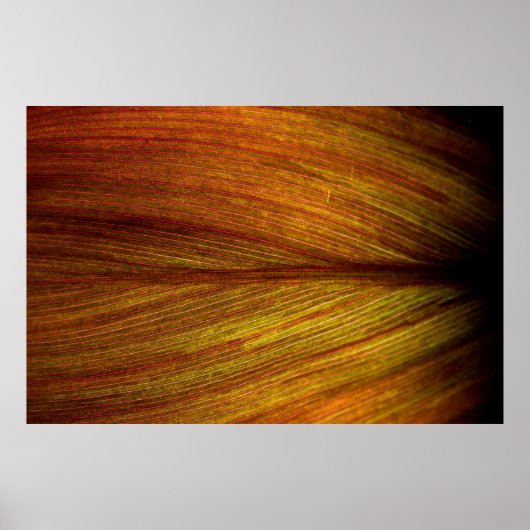 Texturleverlandmakro Poster (Vorne)